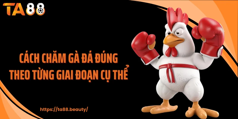 Cách chăm gà đá đúng theo từng giai đoạn cụ thể