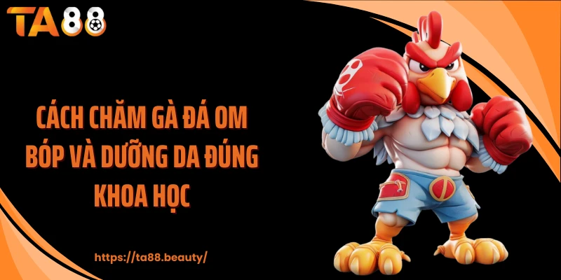 Cách chăm gà đá om bóp và dưỡng da đúng khoa học