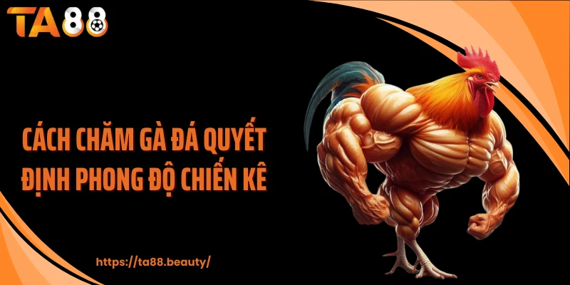 Cách chăm gà đá quyết định phong độ chiến kê