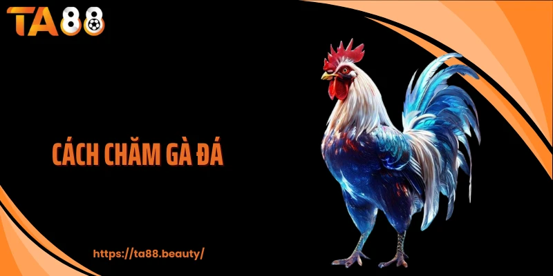 Cách chăm gà đá