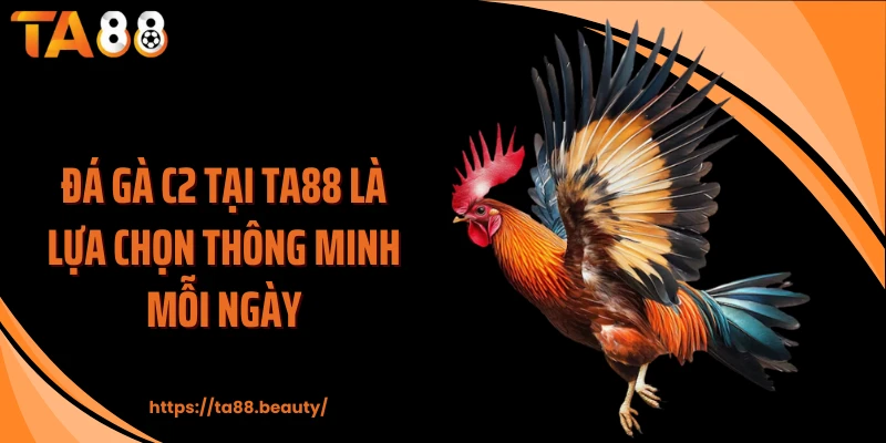 Đá gà C2 tại TA88 là lựa chọn thông minh mỗi ngày