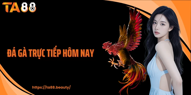 Đá gà trực tiếp hôm nay