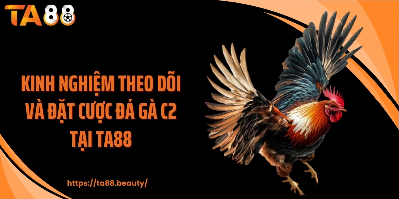 Kinh nghiệm theo dõi và đặt cược đá gà C2 tại TA88