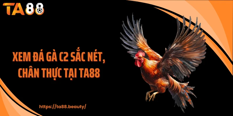 Xem đá gà C2 sắc nét, chân thực tại TA88